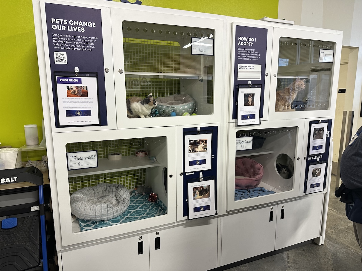 Axanar Animal Rescue Kitten 2024 Update!